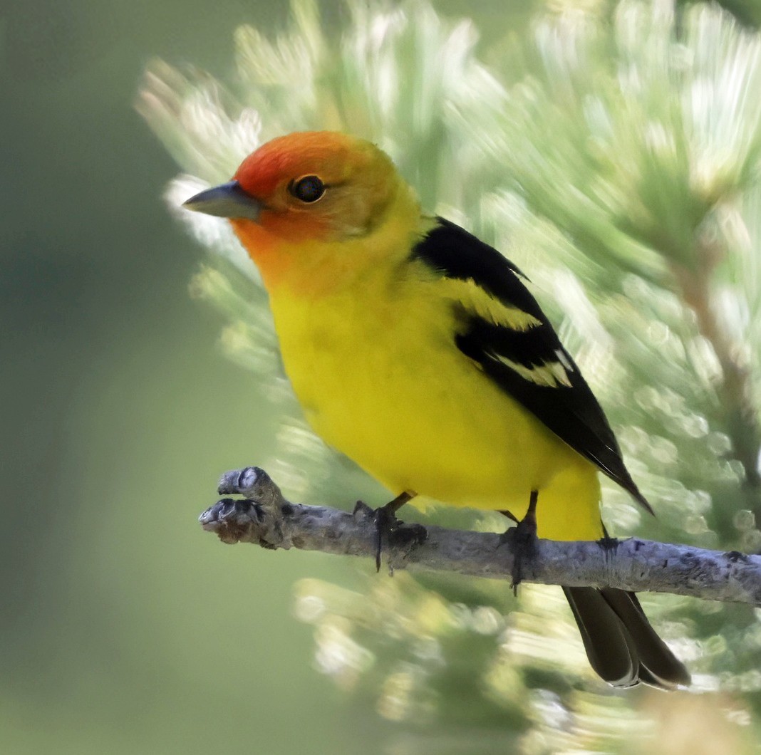 Western Tanager - ML643860416