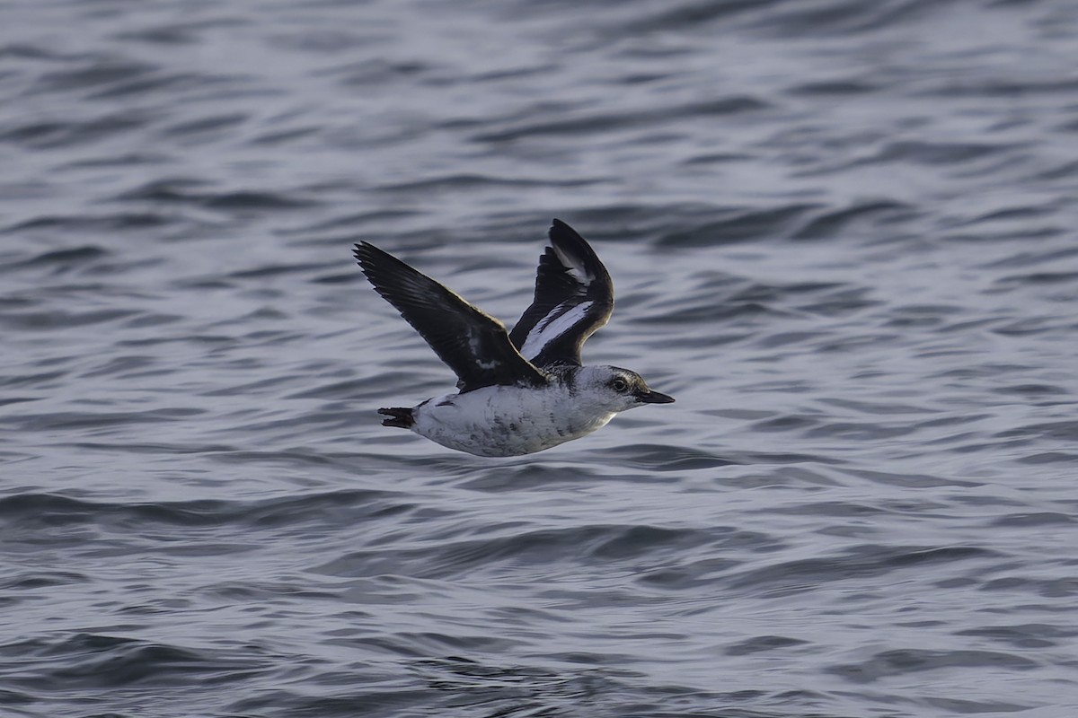 Pigeon Guillemot - ML643860468