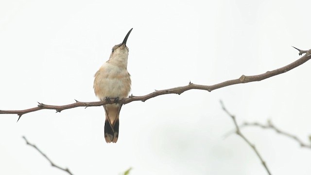 Мексиканский искрохвост - ML643860484