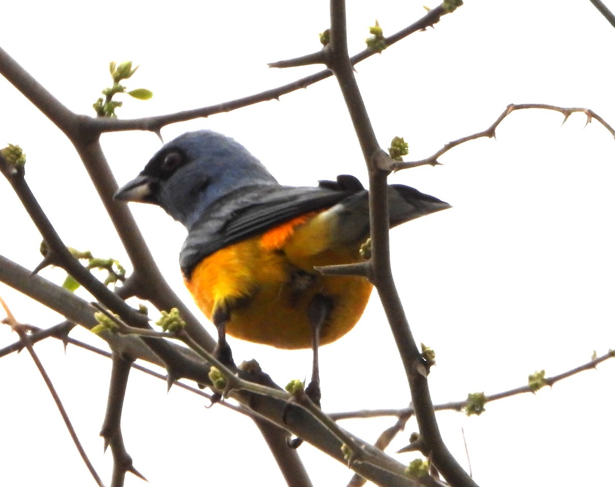 Blue-and-yellow Tanager - ML643860486