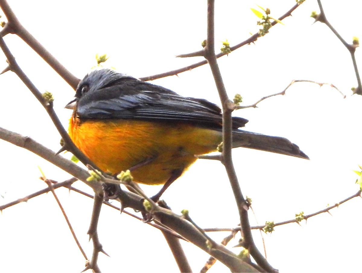 Blue-and-yellow Tanager - ML643860487