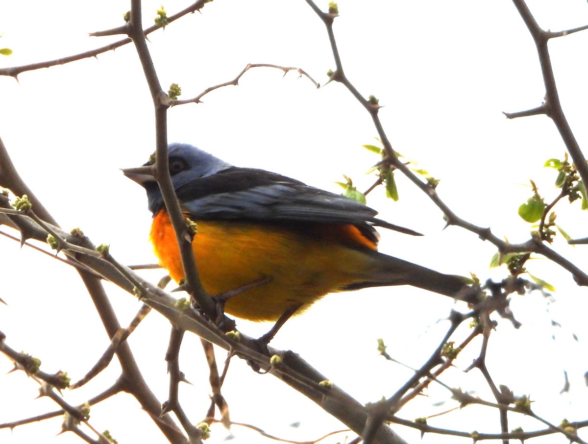 Blue-and-yellow Tanager - ML643860488