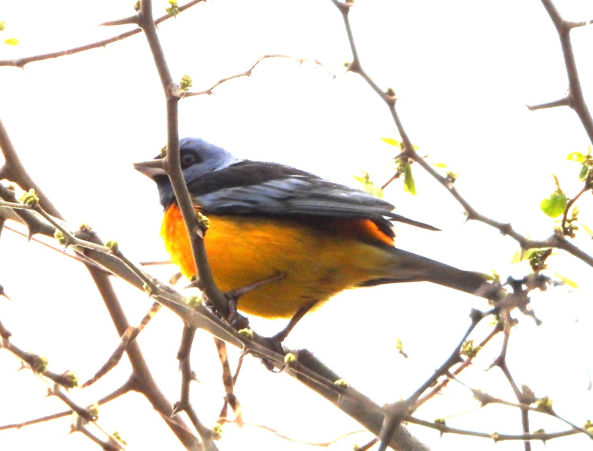 Blue-and-yellow Tanager - ML643860489