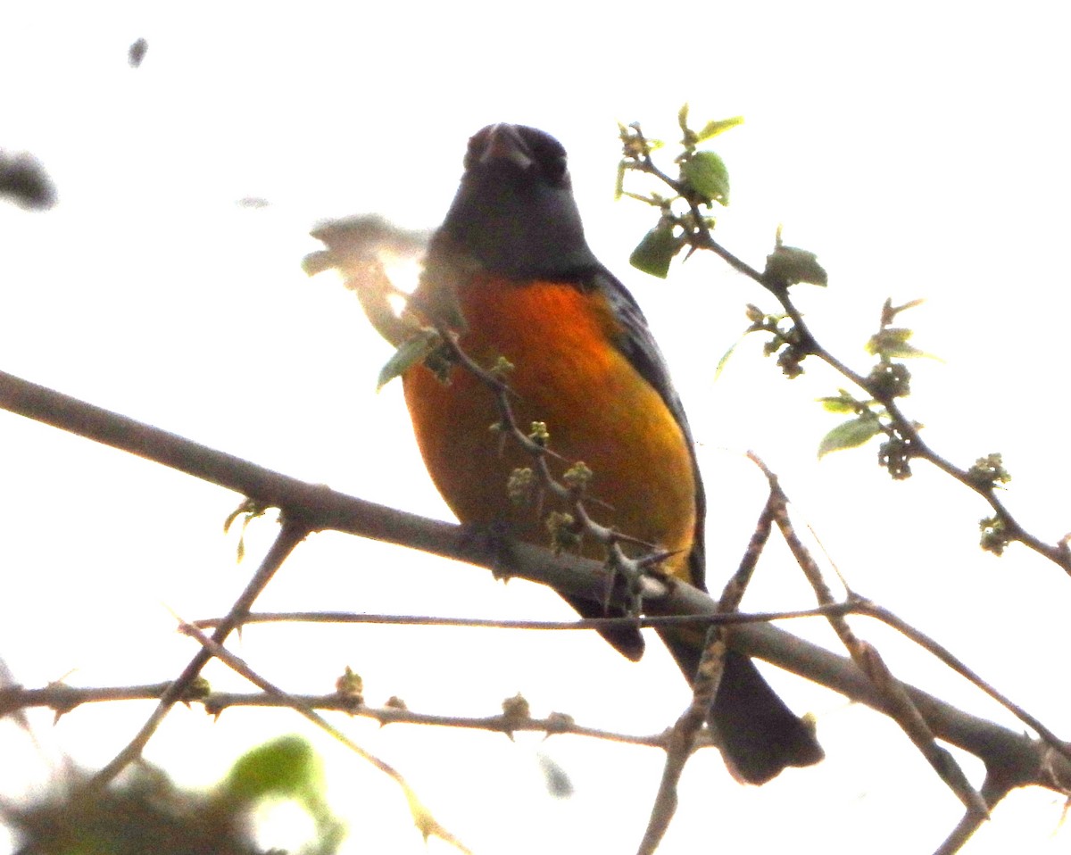 Blue-and-yellow Tanager - ML643860490