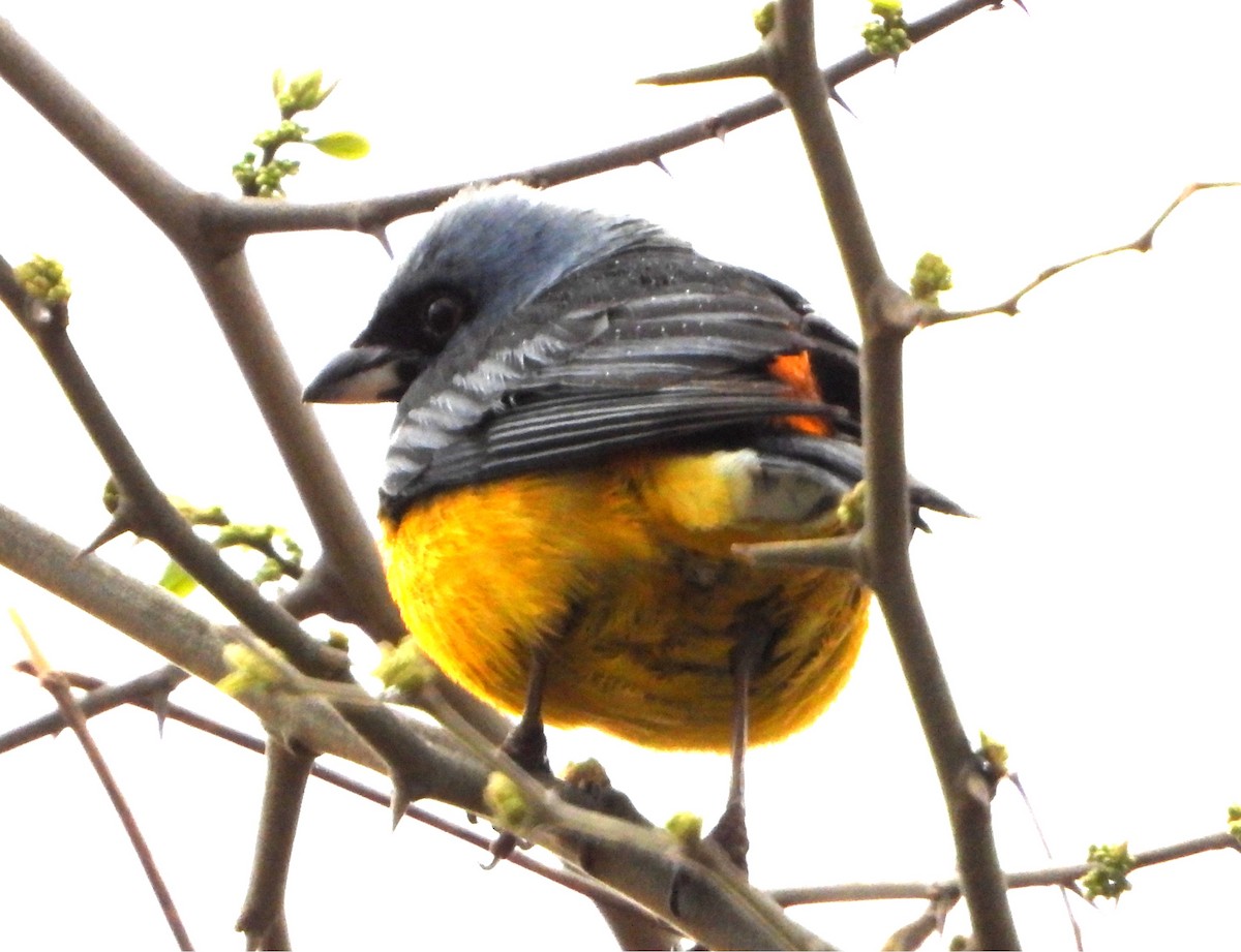 Blue-and-yellow Tanager - ML643860491