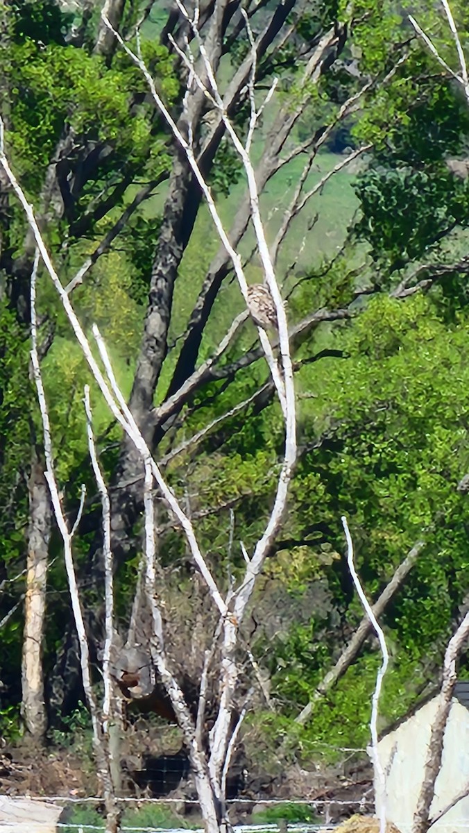 縱紋腹小鴞 - ML643860498