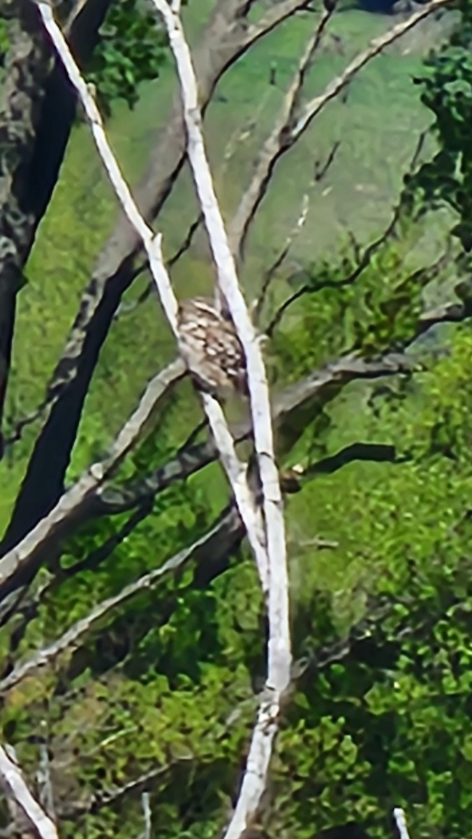 縱紋腹小鴞 - ML643860499