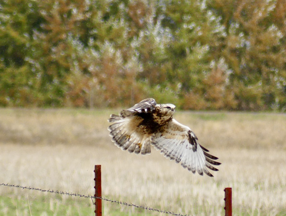 Rough-legged Hawk - ML643860513