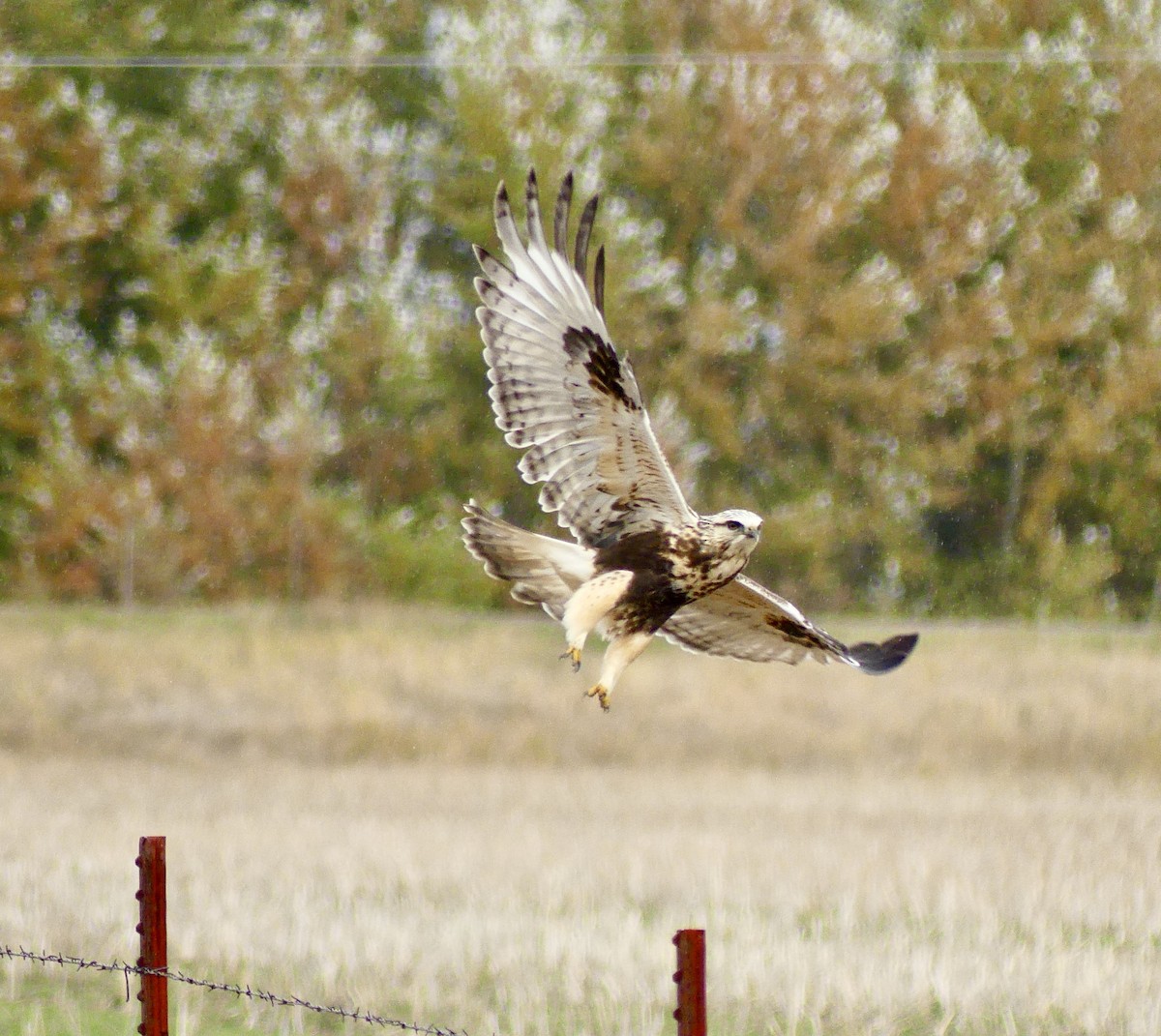 Rough-legged Hawk - ML643860514