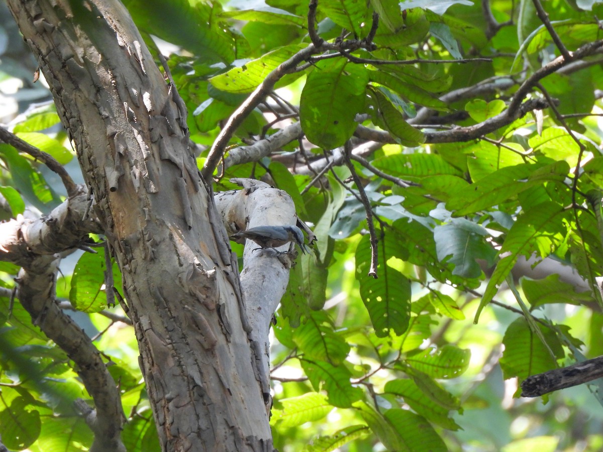 Kastanienkleiber - ML643860522