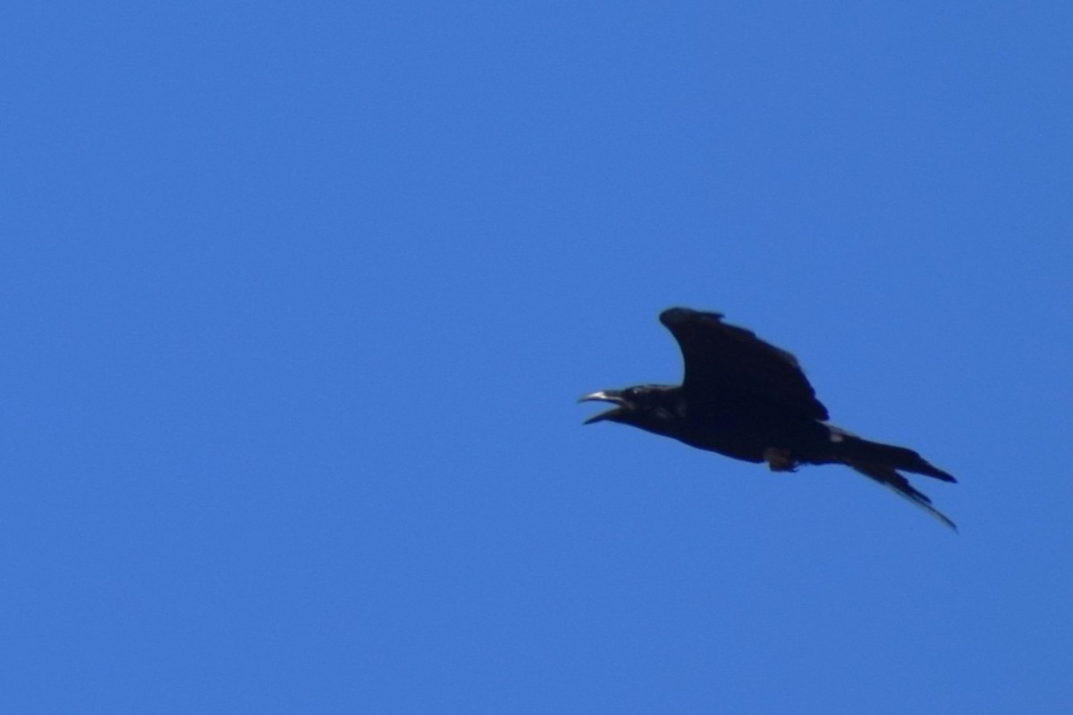 Common Raven - ML643860535
