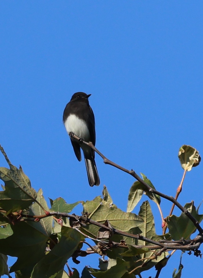Black Phoebe - ML643860538