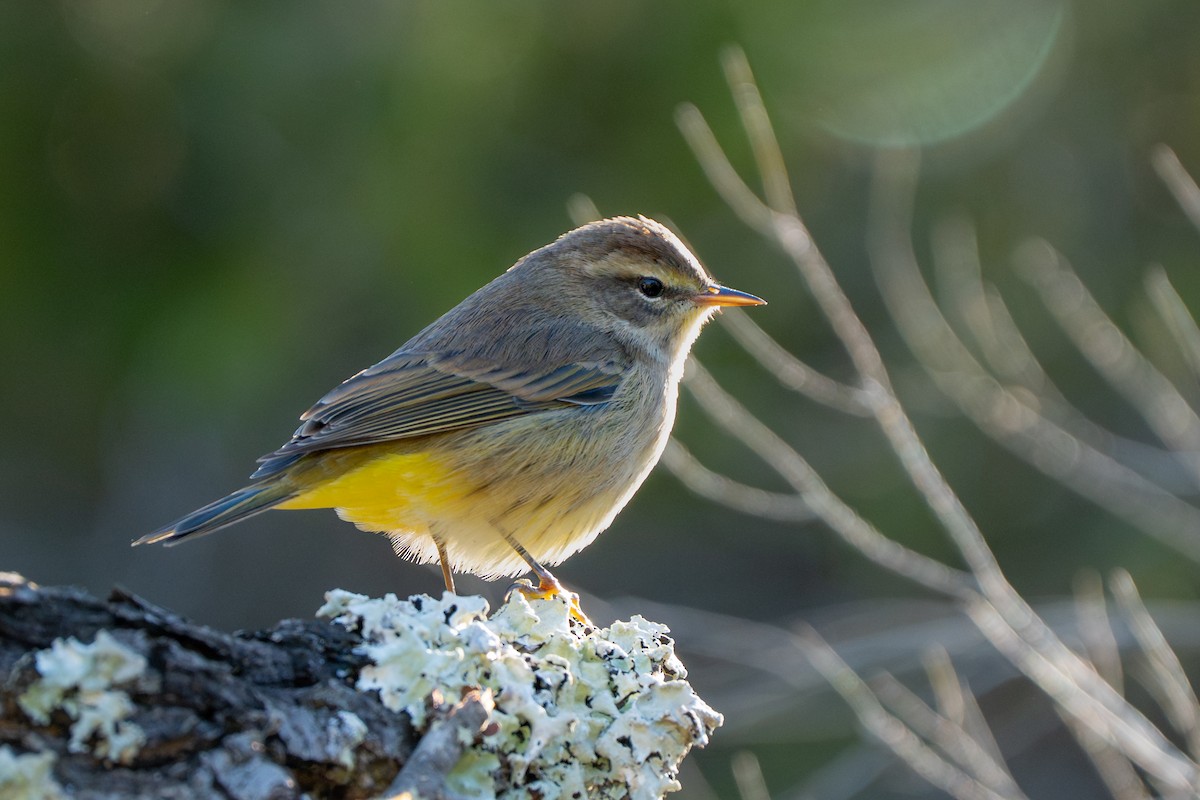 Palm Warbler - ML643860560