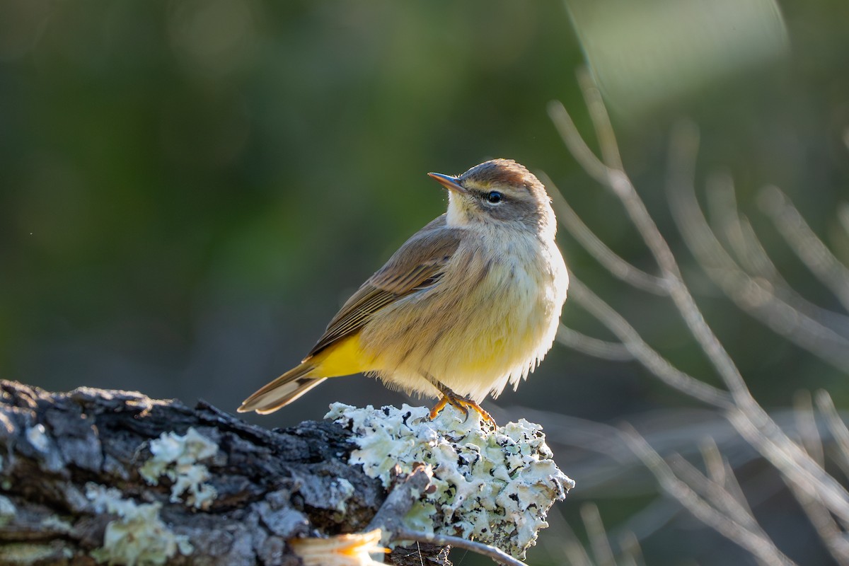 Palm Warbler - ML643860561