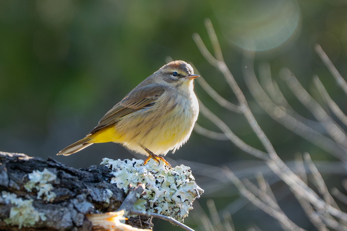 Palm Warbler - ML643860562