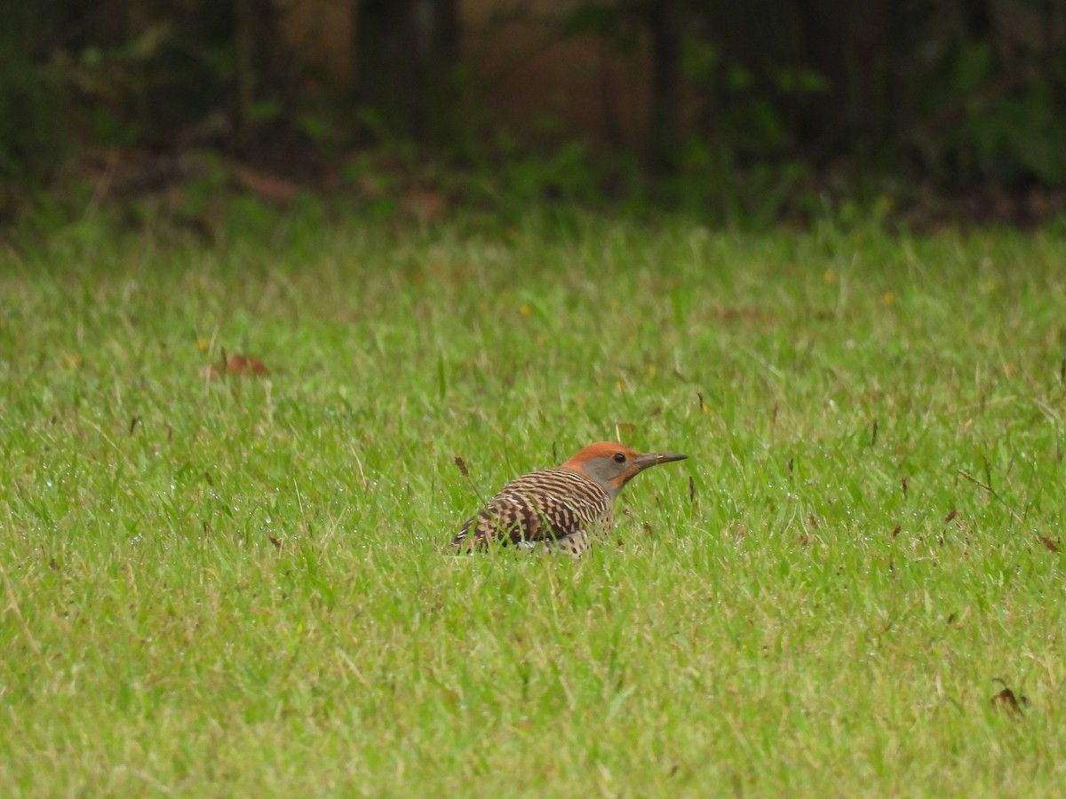 Guatemalan Flicker - ML643860567