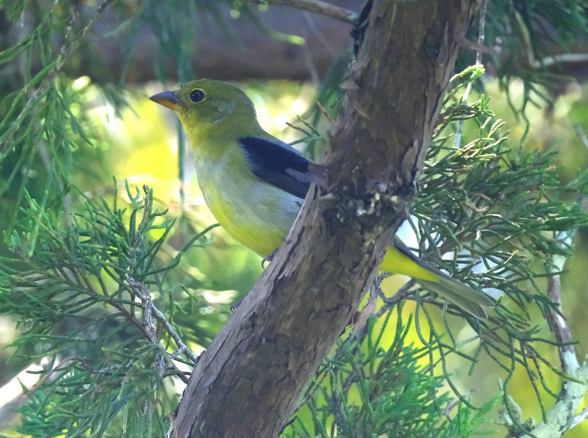 Scarlet Tanager - ML643860577