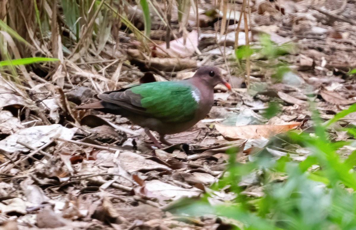 Pacific Emerald Dove - ML643860587