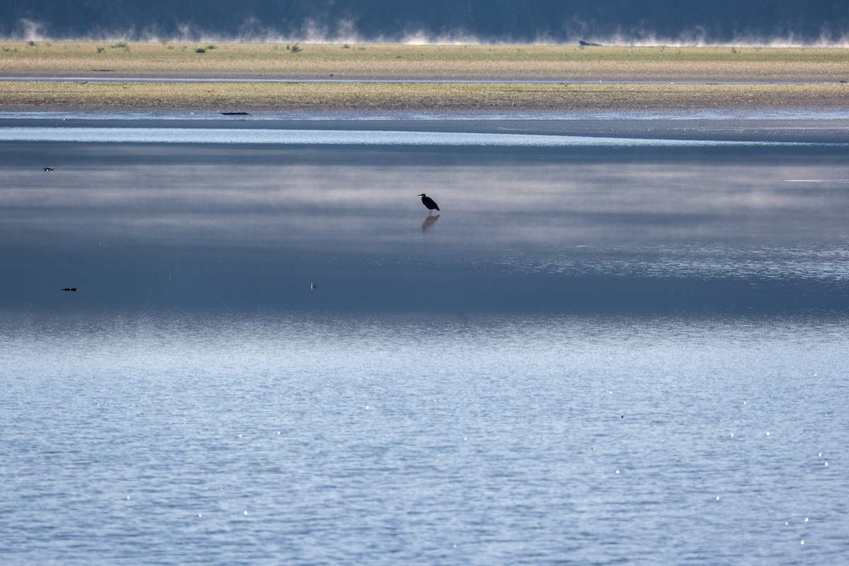 אנפה אמריקנית - ML643860593