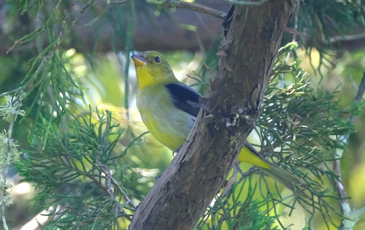 Scarlet Tanager - ML643860596