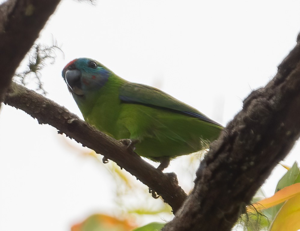 Double-eyed Fig-Parrot - ML643860597