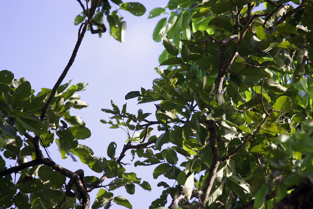 Blue-eared Barbet - ML643860610