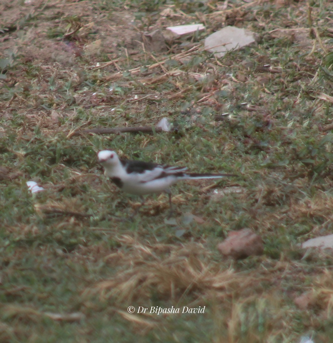 Белая трясогузка (alba/dukhunensis/baicalensis) - ML643860620