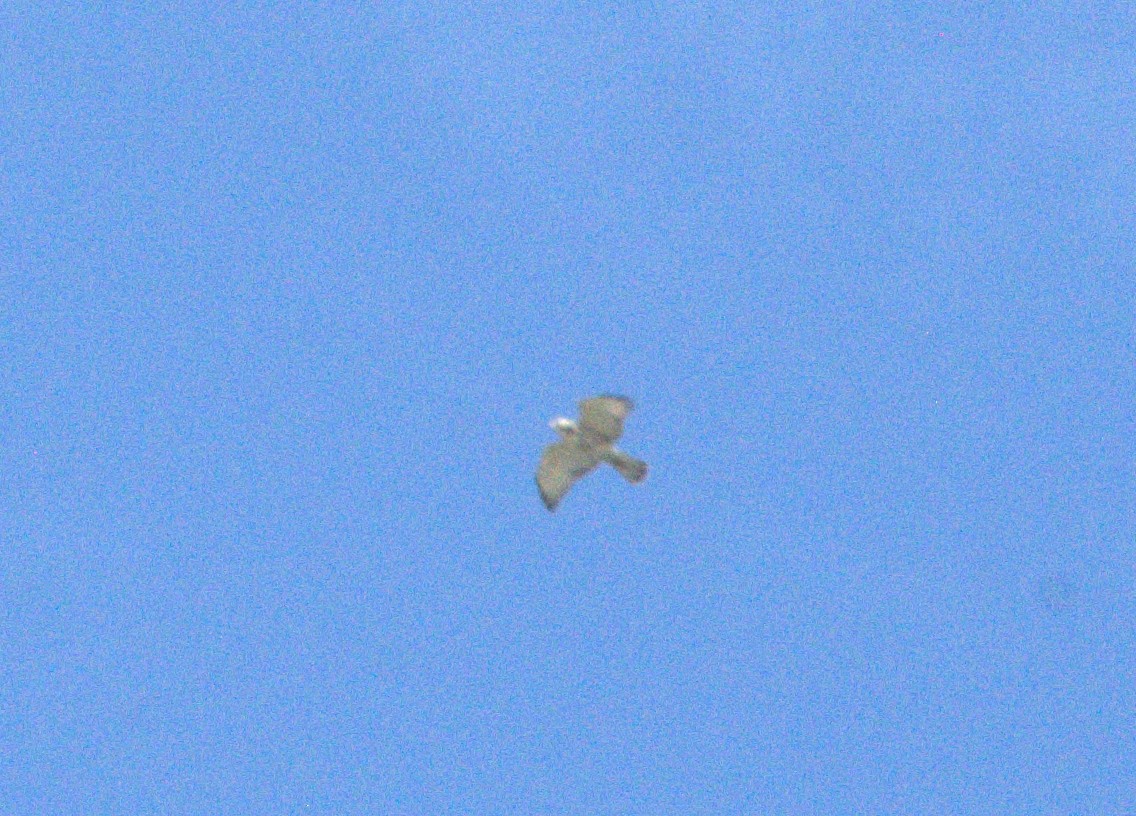 Broad-winged Hawk - ML643860626