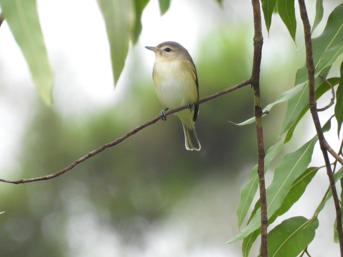 Warbling Vireo - ML643860647