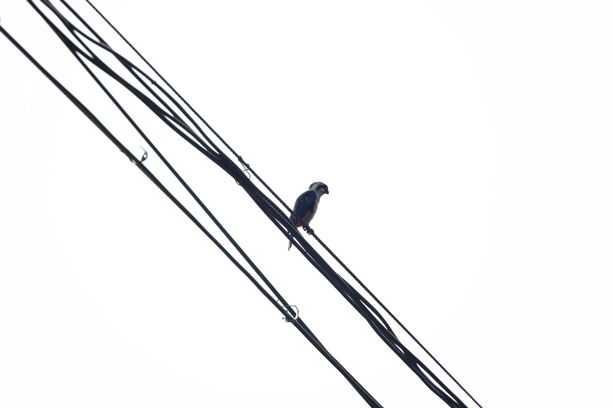 Falconete Acollarado - ML643860649