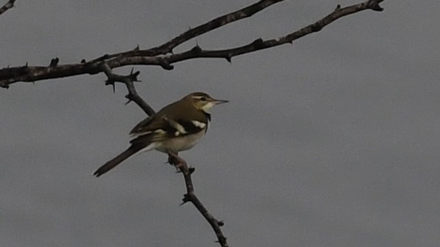 イワミセキレイ - ML643860654