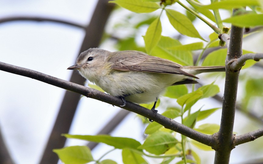 Warbling Vireo (Eastern) - ML643860663