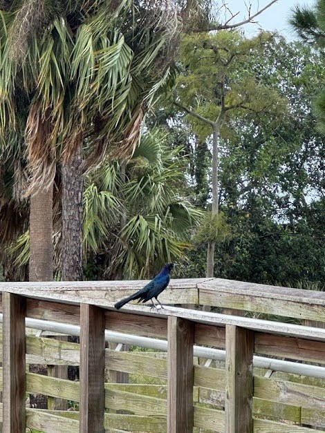 Boat-tailed Grackle - ML643860683