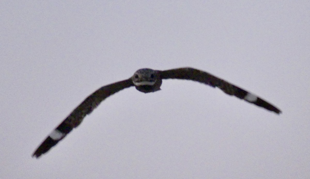 Lesser Nighthawk - ML643860699