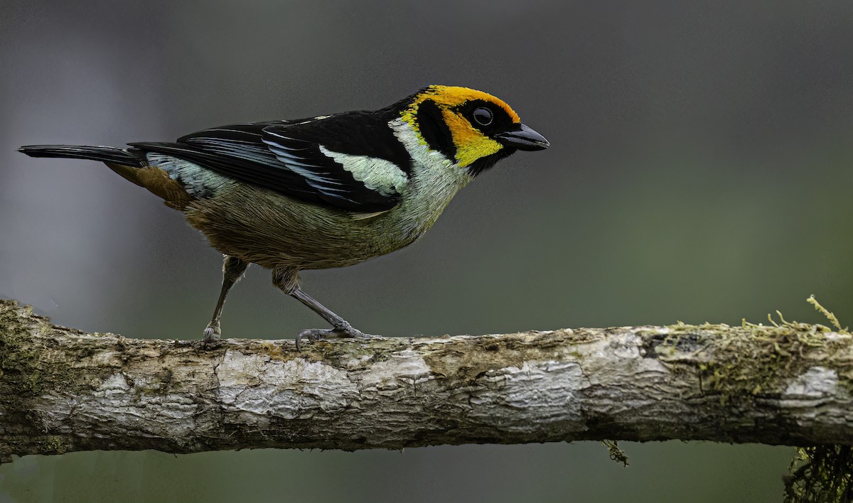 Flame-faced Tanager - ML643860729