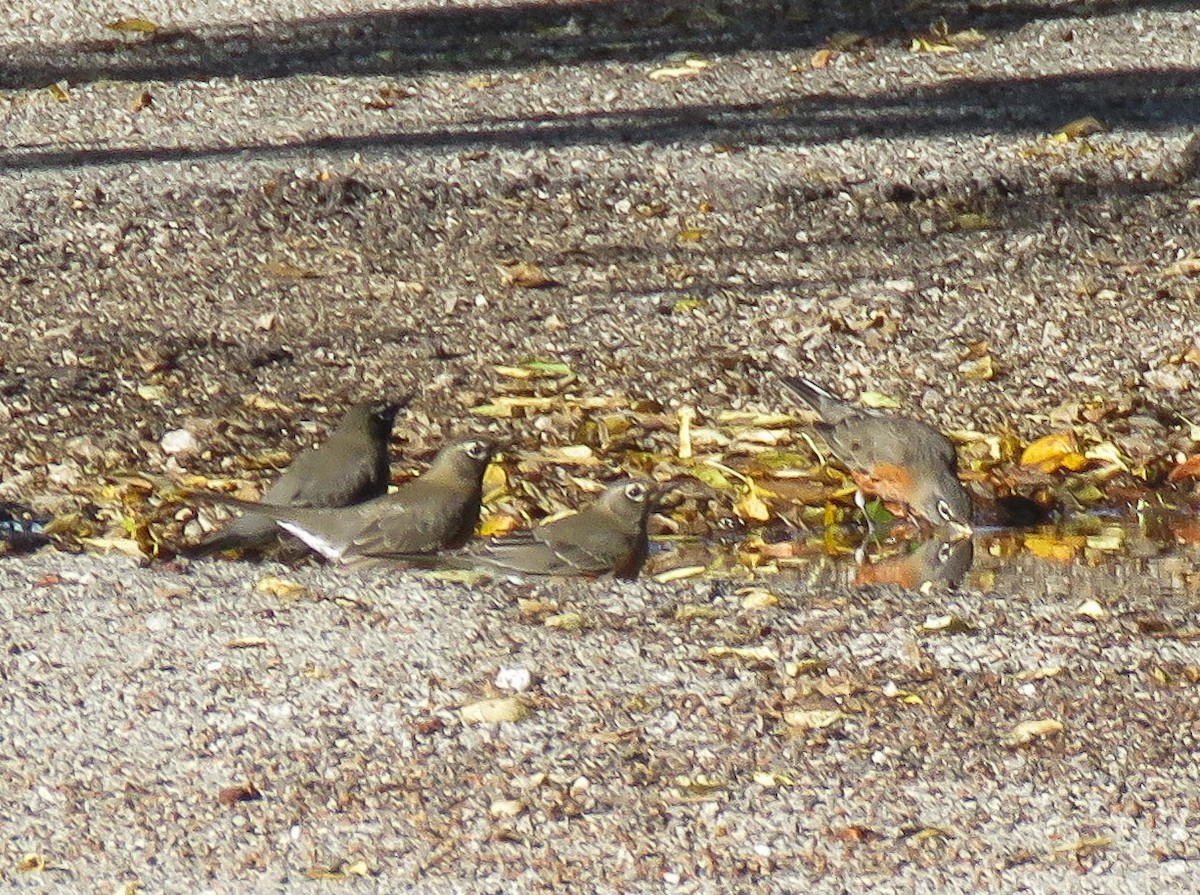 American Robin - ML643860752