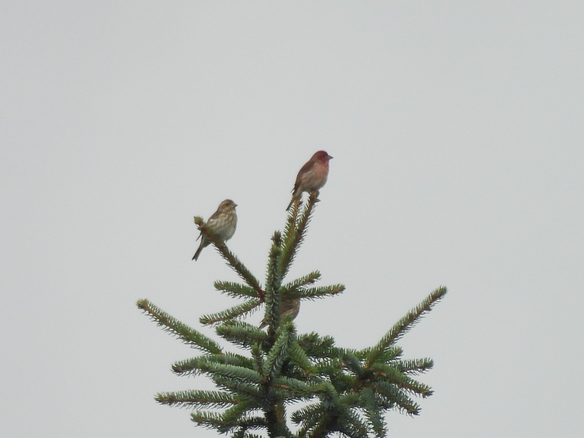 Purple Finch - ML643860753