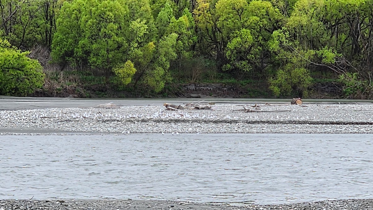 Маорийская чайка - ML643860767