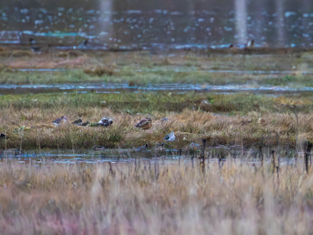 Marbled Godwit - ML643860781