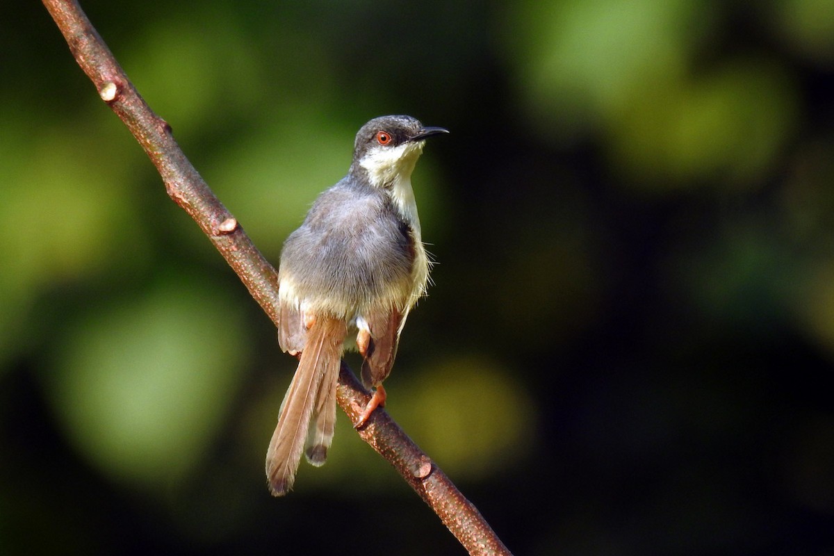 Ashy Prinia - ML643860828
