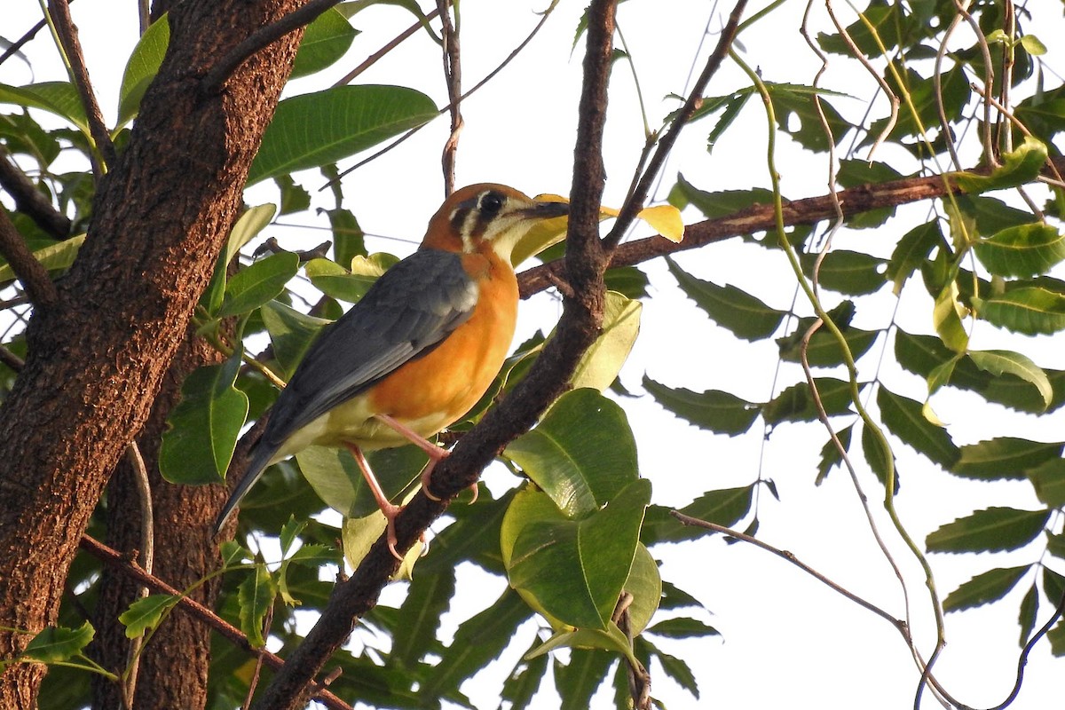 Orange-headed Thrush (White-throated) - ML643860831