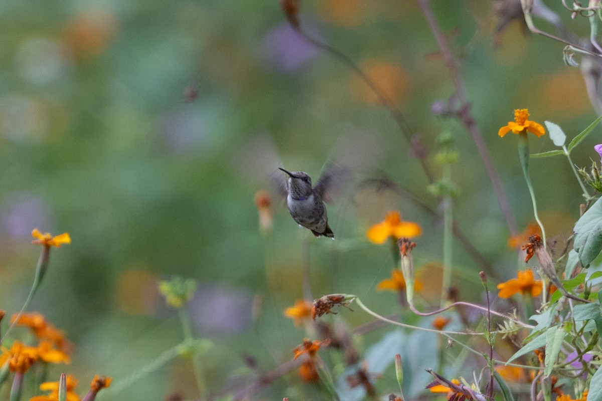 Black-chinned Hummingbird - ML643860839