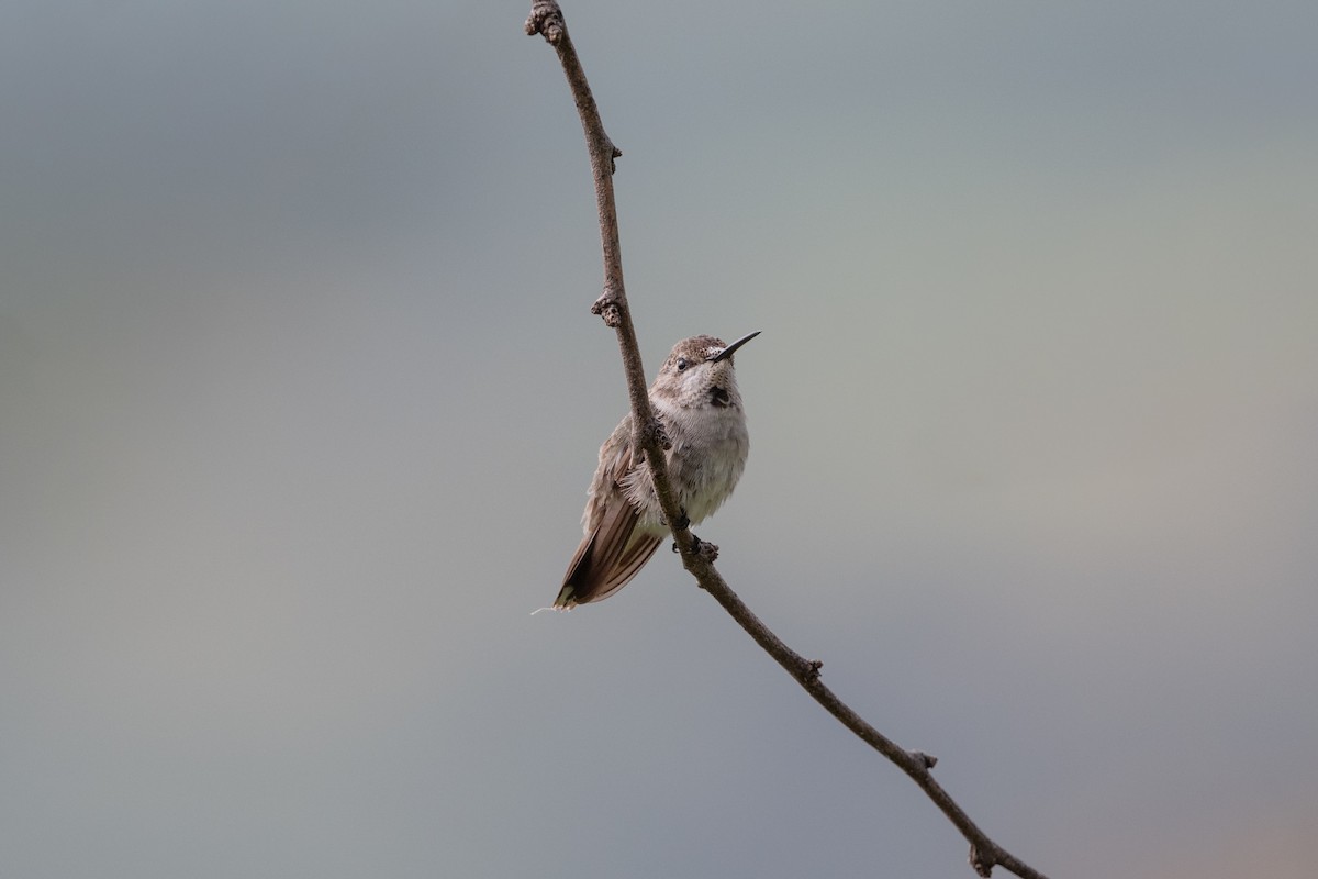 Black-chinned Hummingbird - ML643860840
