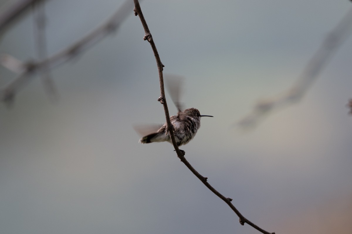 Black-chinned Hummingbird - ML643860842
