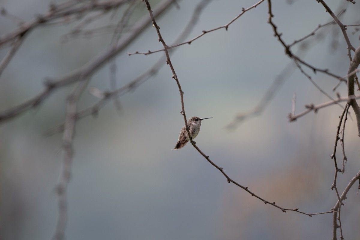 Black-chinned Hummingbird - ML643860843