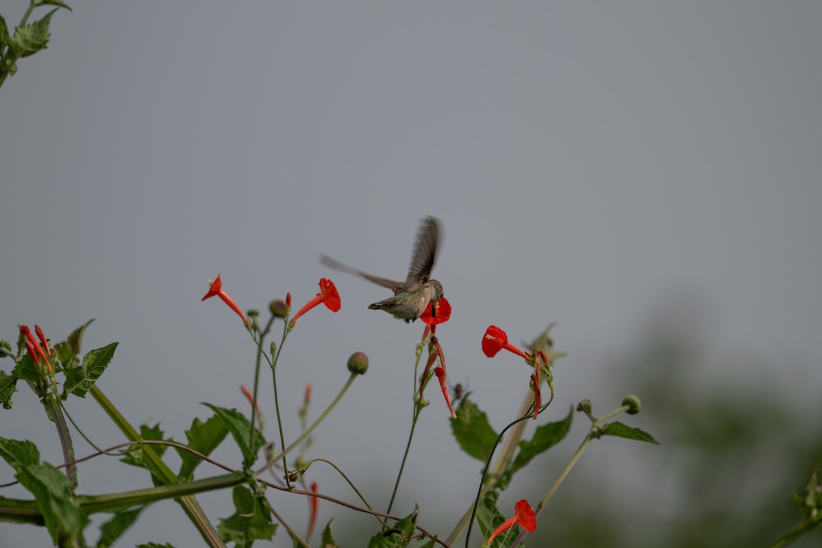 Black-chinned Hummingbird - ML643860844