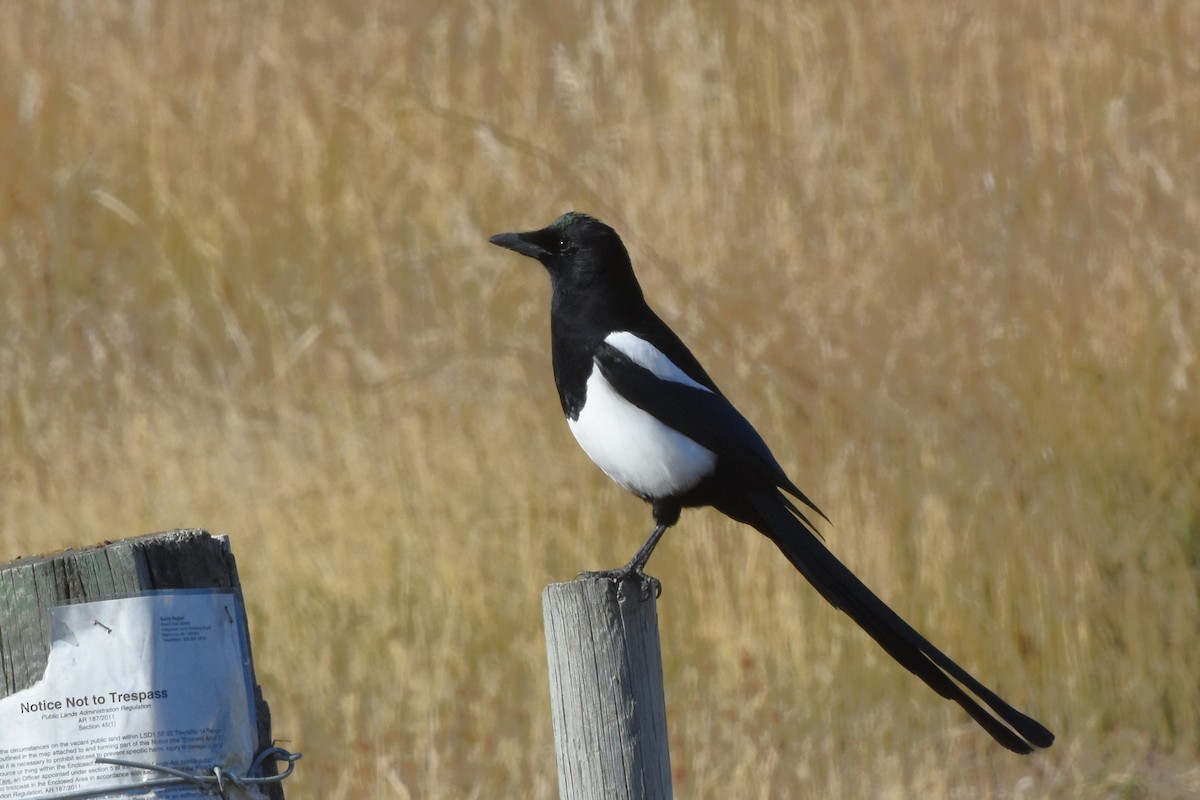 Black-billed Magpie - ML643860911