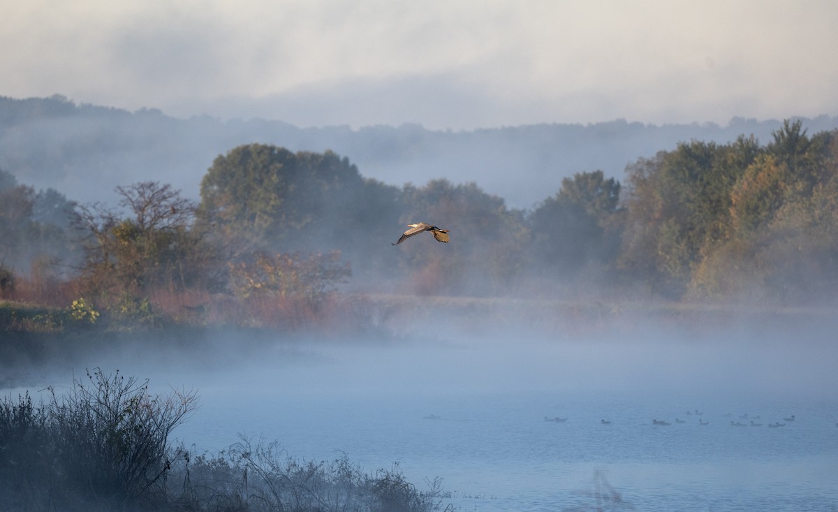 אנפה אמריקנית - ML643860921