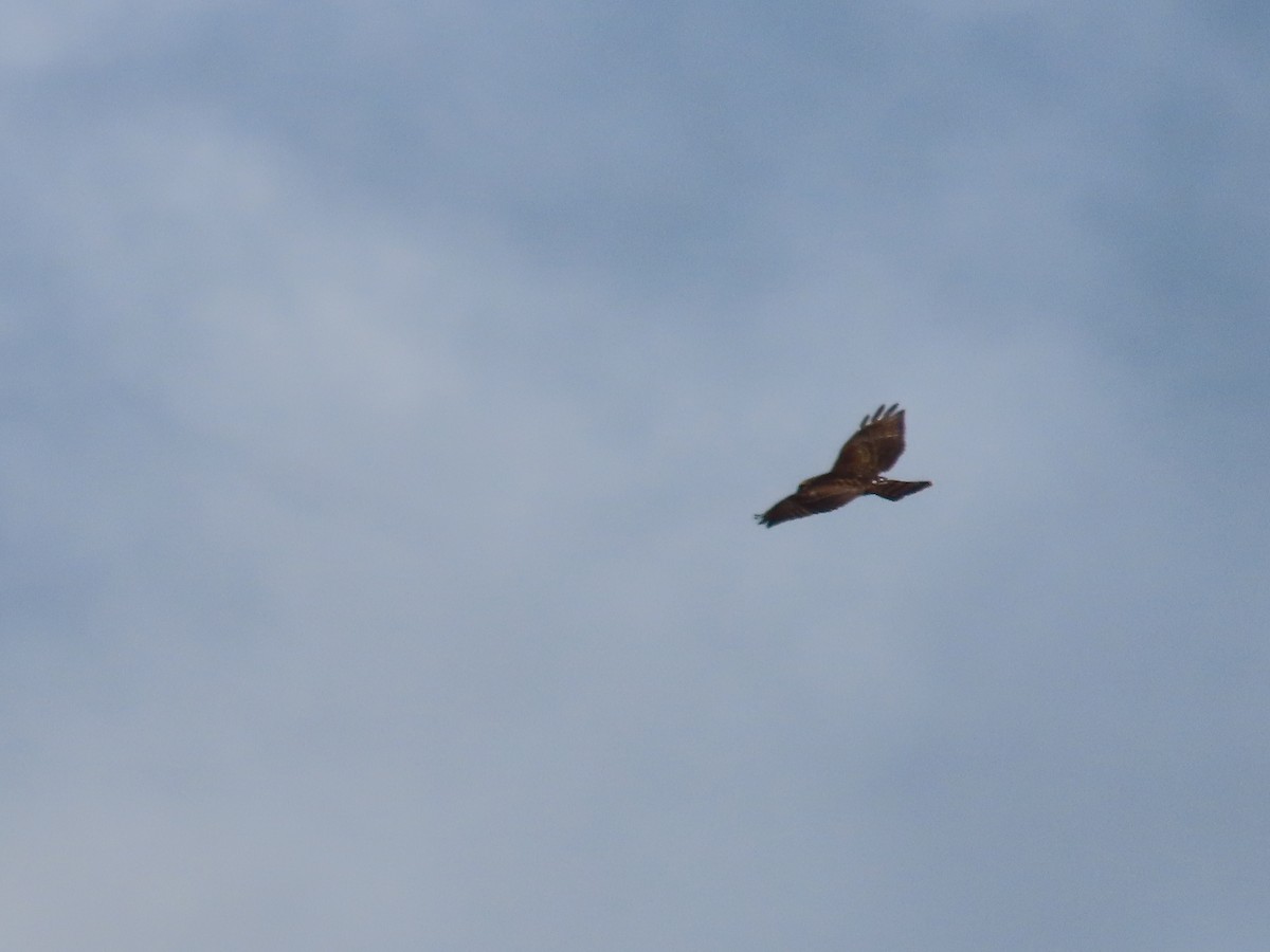 Broad-winged Hawk - ML643860938
