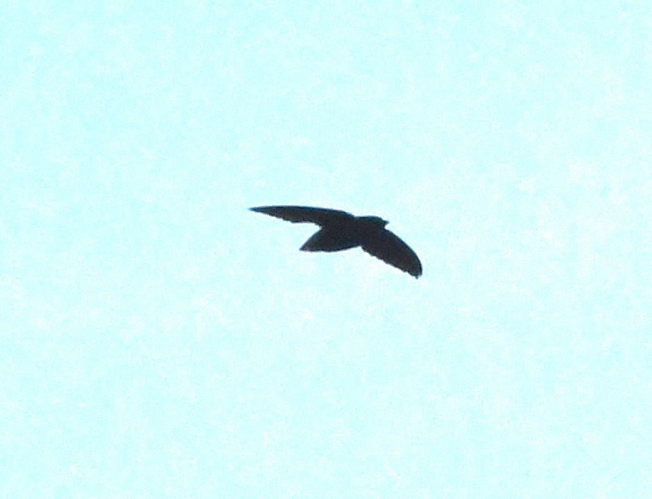 Short-tailed Swift - ML643860940